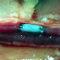 vessel thumbnail.jpg Thumbnail