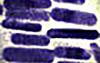 nanorod 360 x 228.jpg Thumbnail