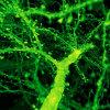 expansion microscopy brain