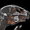 PET image of rabbits brain