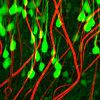 green brain neurons meld with red electronic meurons