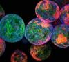 Multicolored bubbles made with sugars
