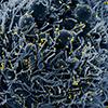 colorized micrograph of cell