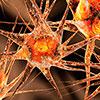 neuron
