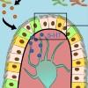 diagram of gut brain axis signaling