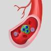 blood vessel with circulating trophoblast cluster
