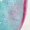 Microscopy image of regenerated cartilage