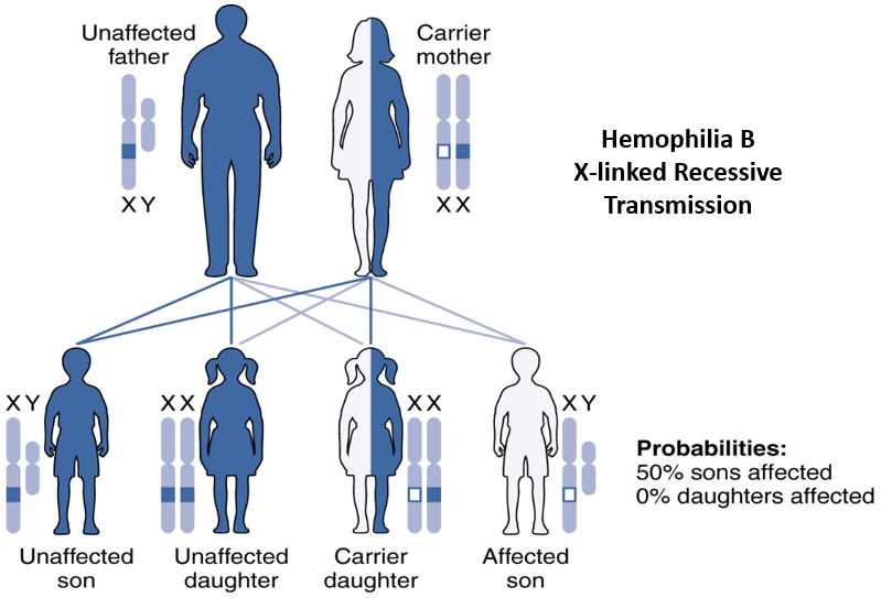 X-liinked recessive inheritance Diagram showing outcome of X-linked recessive inheritance