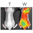 BNPs wipe off of skin with towel but remain adhered after water exposure