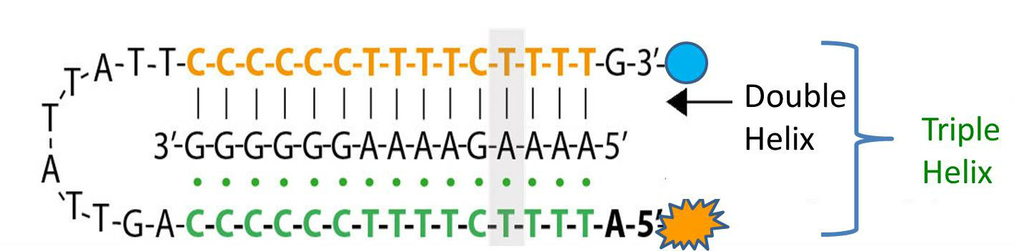 triple helix formed by DNA clamp