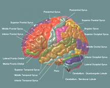 Un nuevo atlas y base de datos del cerebro desarrollados por el International Consortium for Brain Mapping (Instituto Internacional de Mapeo Cerebral, o ICBM) utiliza una plantilla con etiquetas que hacen referencia a las diferentes partes anatómicas del cerebro para ayudar a determinar la variabilidad entre los grupos de cerebros. Todas las imágenes son comparadas con este cerebro objetivo de modo tal que éstas puedan recoger ubicaciones anatómicas individuales y ser correctamente etiquetadas. Cortesía de la imagen de John C. Mazziotta y el ICBM.