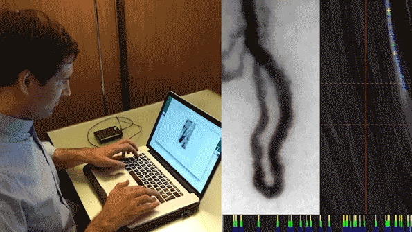 monitoring white cells in capillaries monitoring white cells in capillaries
